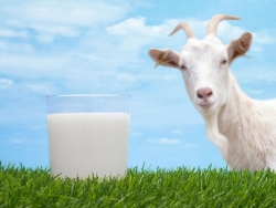 Wartości odżywcze – Mleko kozie