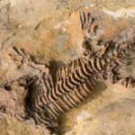 Czy paliwa kopalne naprawdę pochodzą ze skamieniałości?