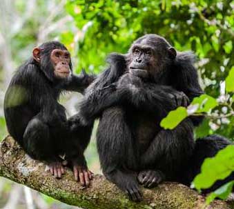 szympans kanibal