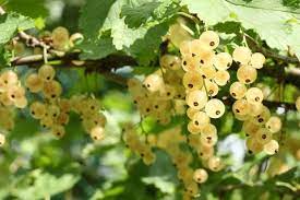 Nutritional values - White currants