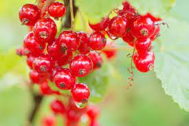Nutritional values - Red currants